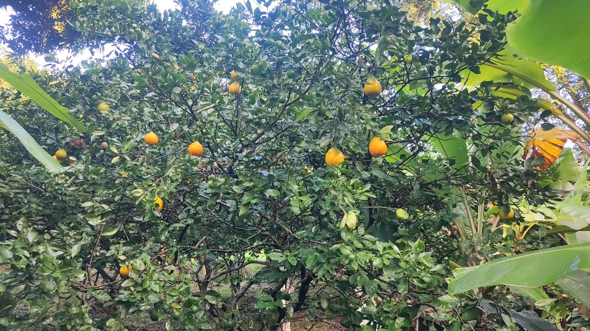 Agro Tech La granja Nilo