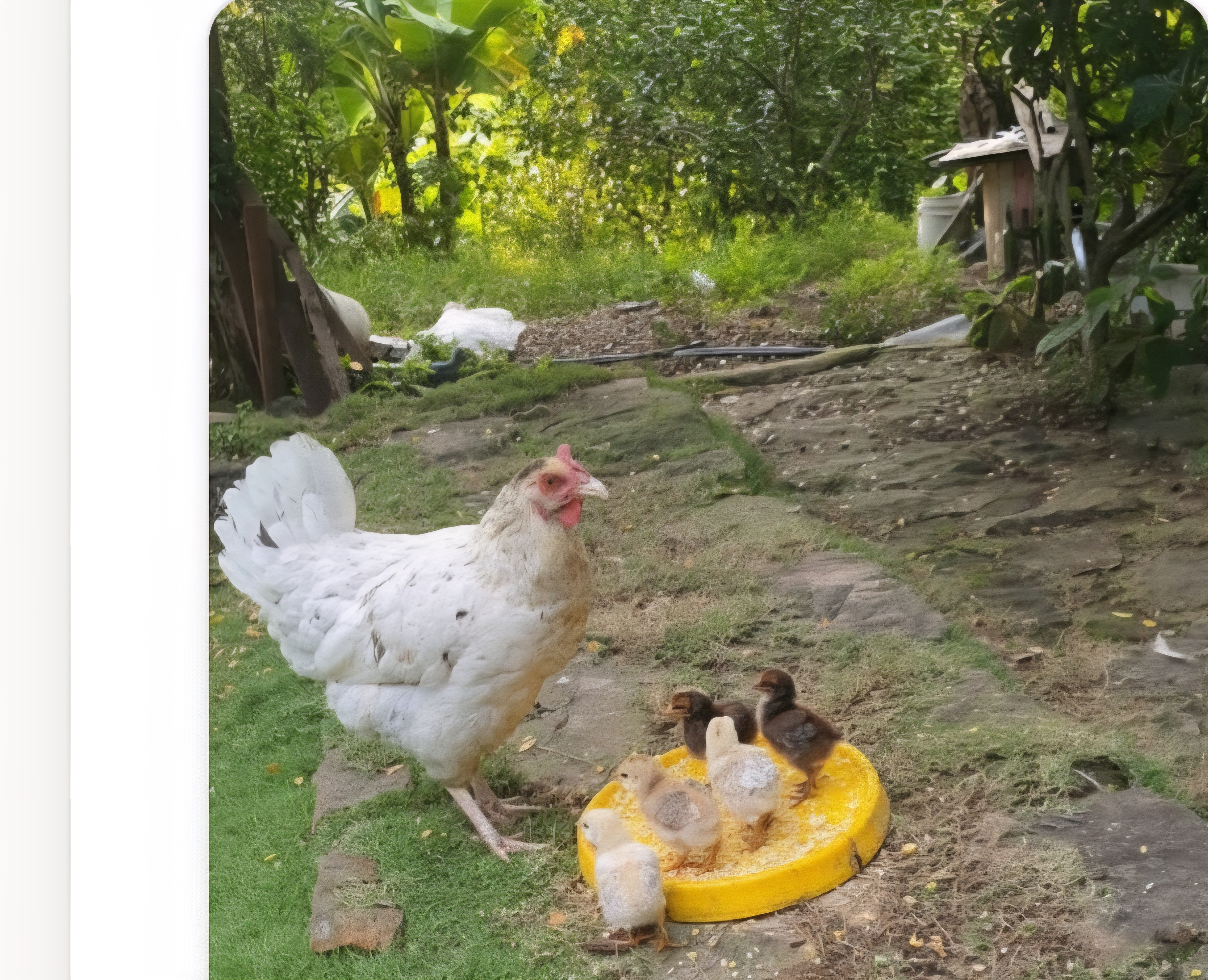 Experiencia Gallinas Libres